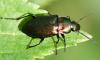 Poecilus cupreus
